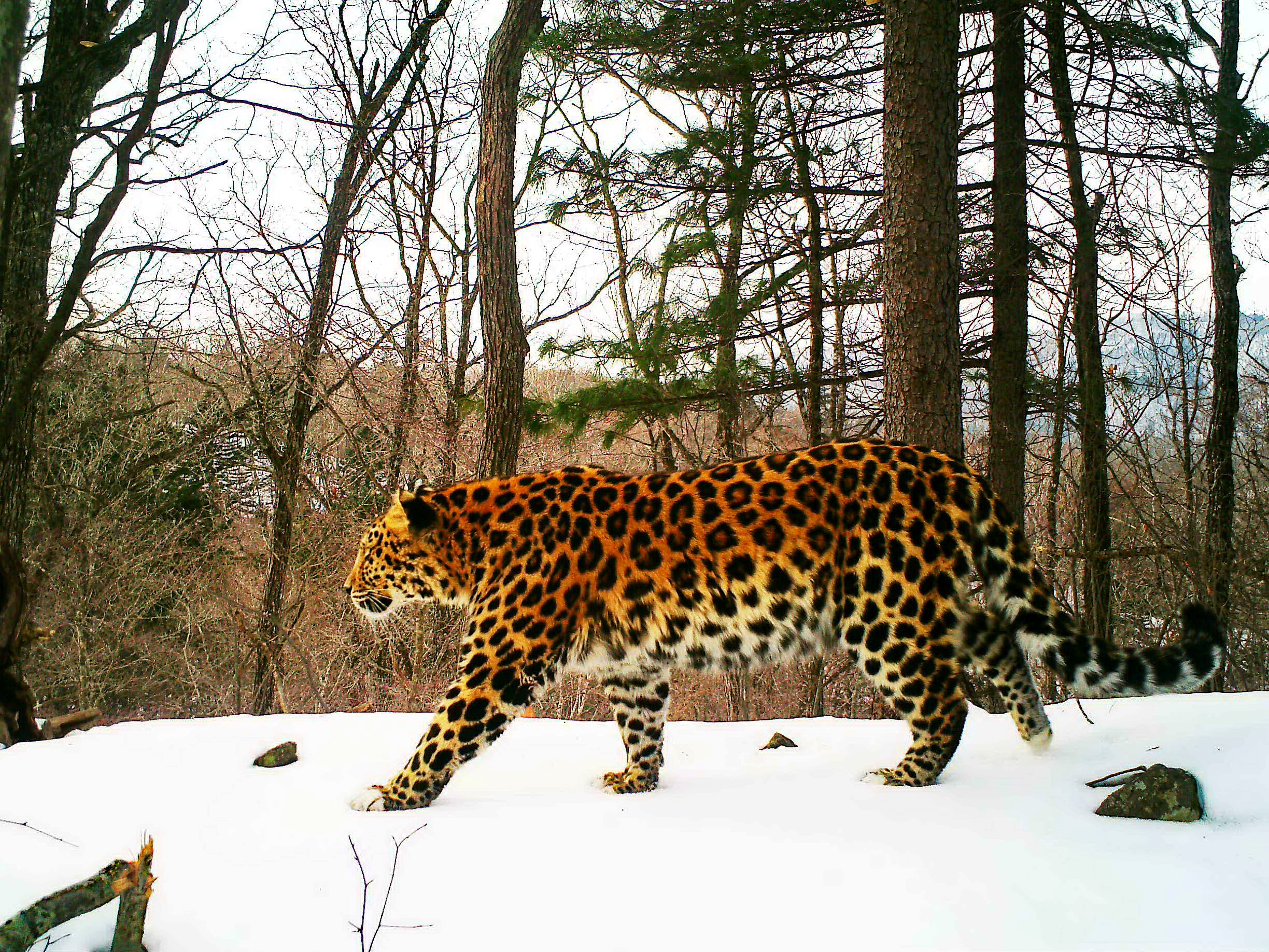 The mascot of the airport – Khors the Leopard